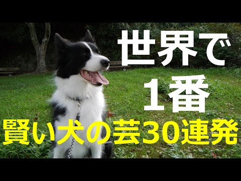 世界一賢い犬種ボーダーコリーによる可愛い芸30連発 Clever Dog Border Collie S Trick 30 Youtube