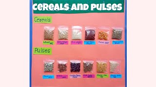 Cereals and pulses Science TLM Science project on cereals and pulses #pulses project