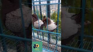 Show Quality King Pigeon