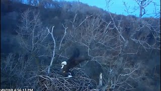 MN DNR Eagles ~ First Mating Of The Season On The Nest! ♥ 11.28.21