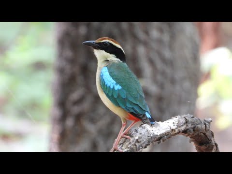 새소리 20종 모음 팔색조 울새 긴꼬리딱새 두견이 호랑지빠귀 뻐꾸기 Singing Birds
