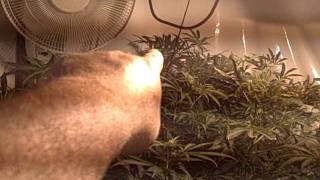 Medical Cannabis - MediGrow Update #24 - Day 17 of Flower