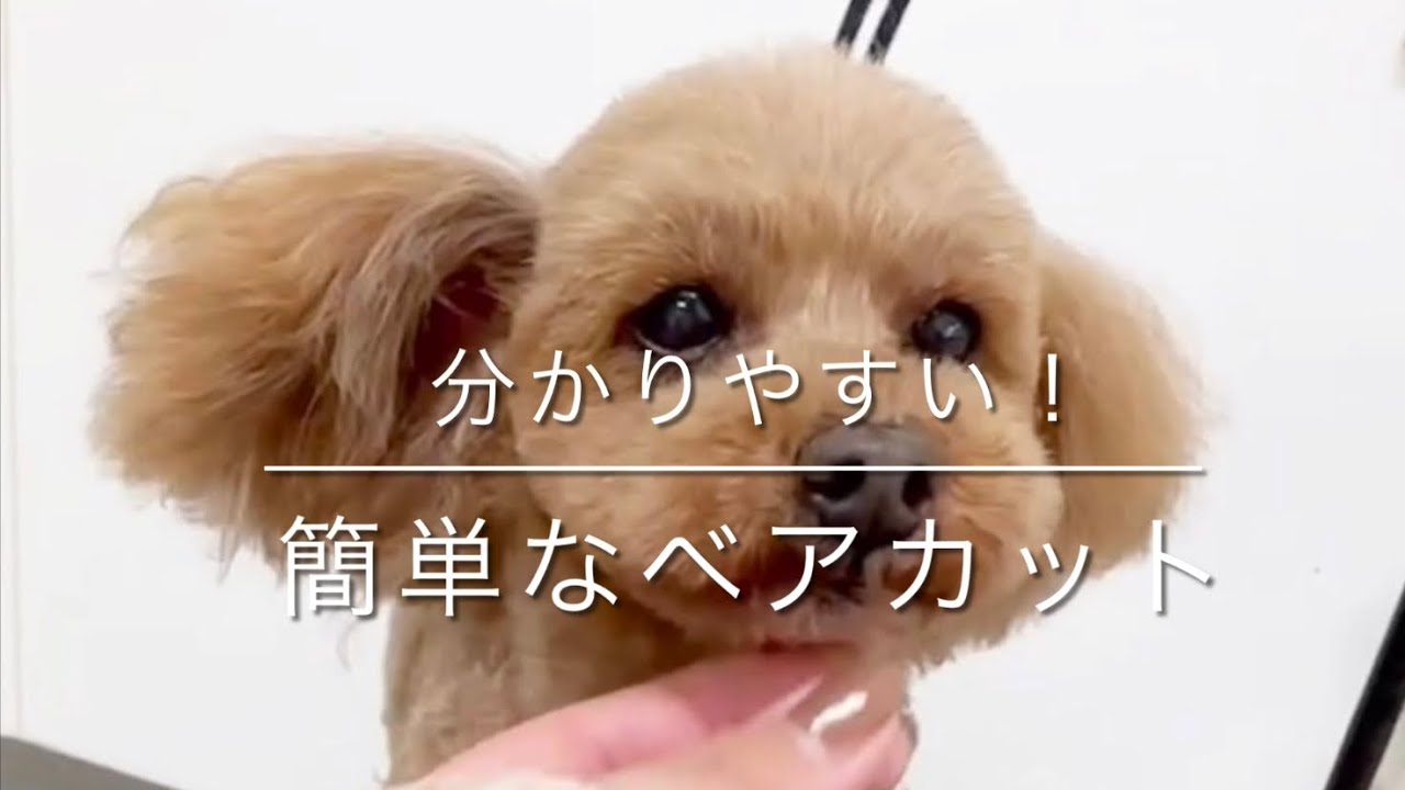 【トリミング　顔カット】「分かりやすい！、簡単なベアカット」poodle トイプードル