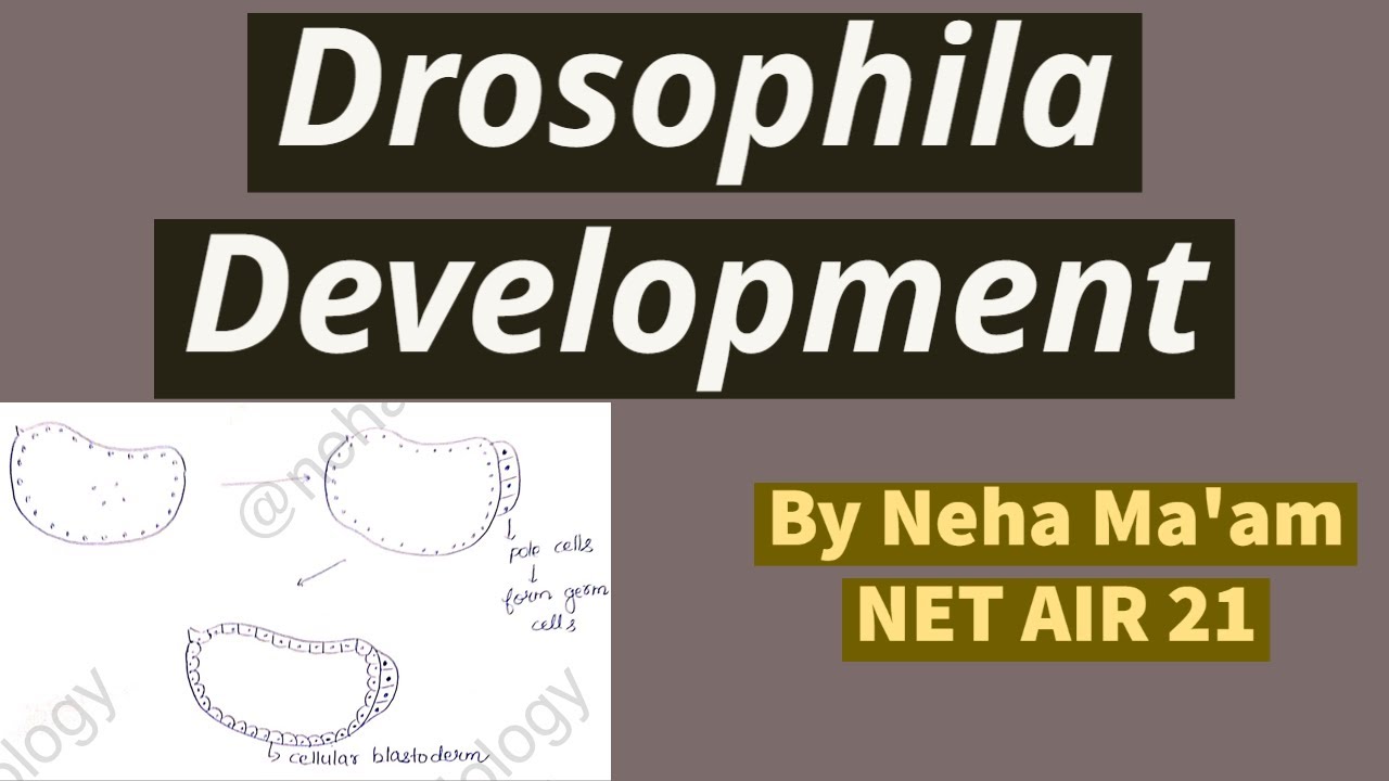 #drosophila #biology #csirnet Drosophila development | Developmental ...