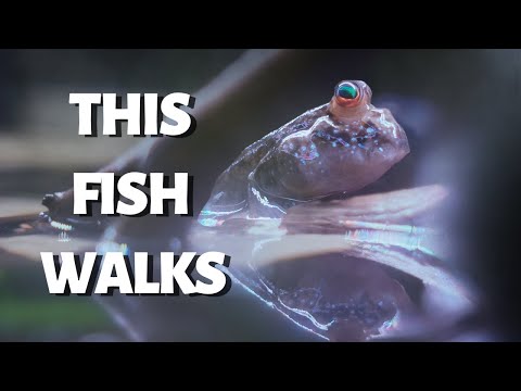 I Built a Paludarium for Mudskippers
