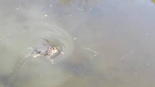 Minnow with a grub and mating Toads  - Cadder Golf Course 15.4.20
