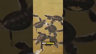 Sea Turtles Use Earth’s Magnetic Field to Find Home