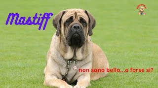 Il Mastiff Inglese by Fidotutorial 1,752 views 1 year ago 4 minutes, 44 seconds