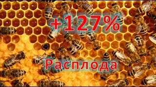 Reduction in the spring of weak families. Increase brood by 127%