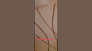 Thumbnail of video Tiktok lucu kucing hitam Jump scare