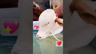 🦬🐂Eid ul Adha special Animal