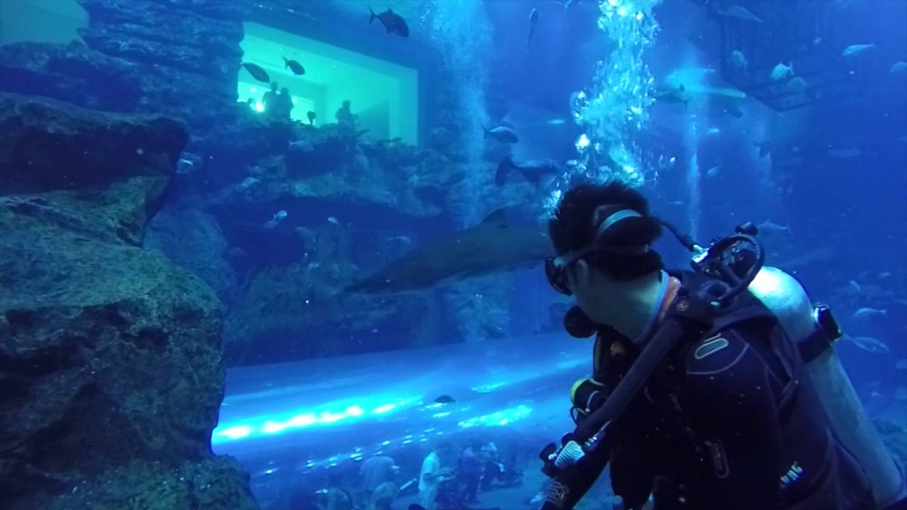 Dubai Aquarium Shark Dive YouTube