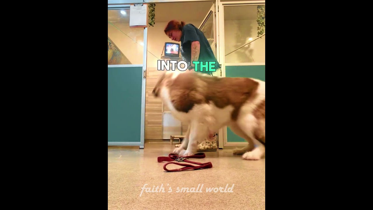 This Dog Mastered Jiu-Jitsu #shorts