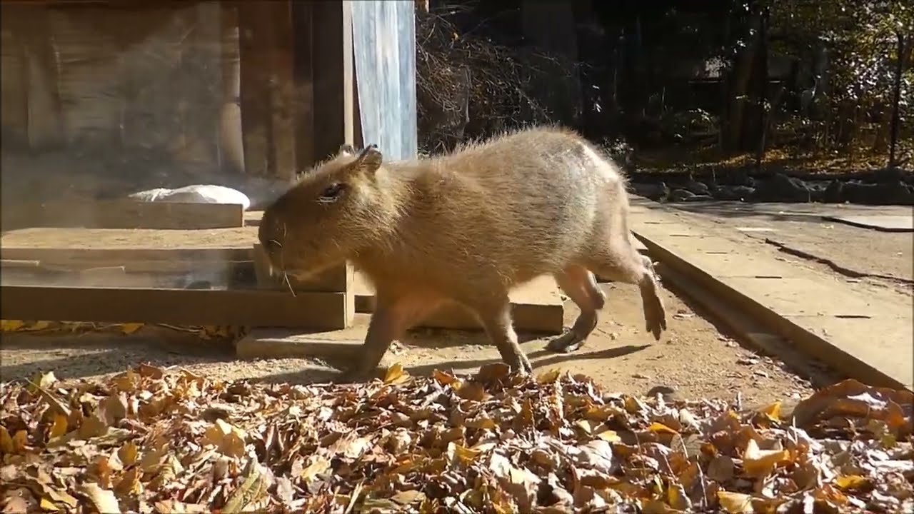 2023年12月中旬　ピースが探しているのは誰でしょう？？　～大宮公園小動物園のカピバラ～