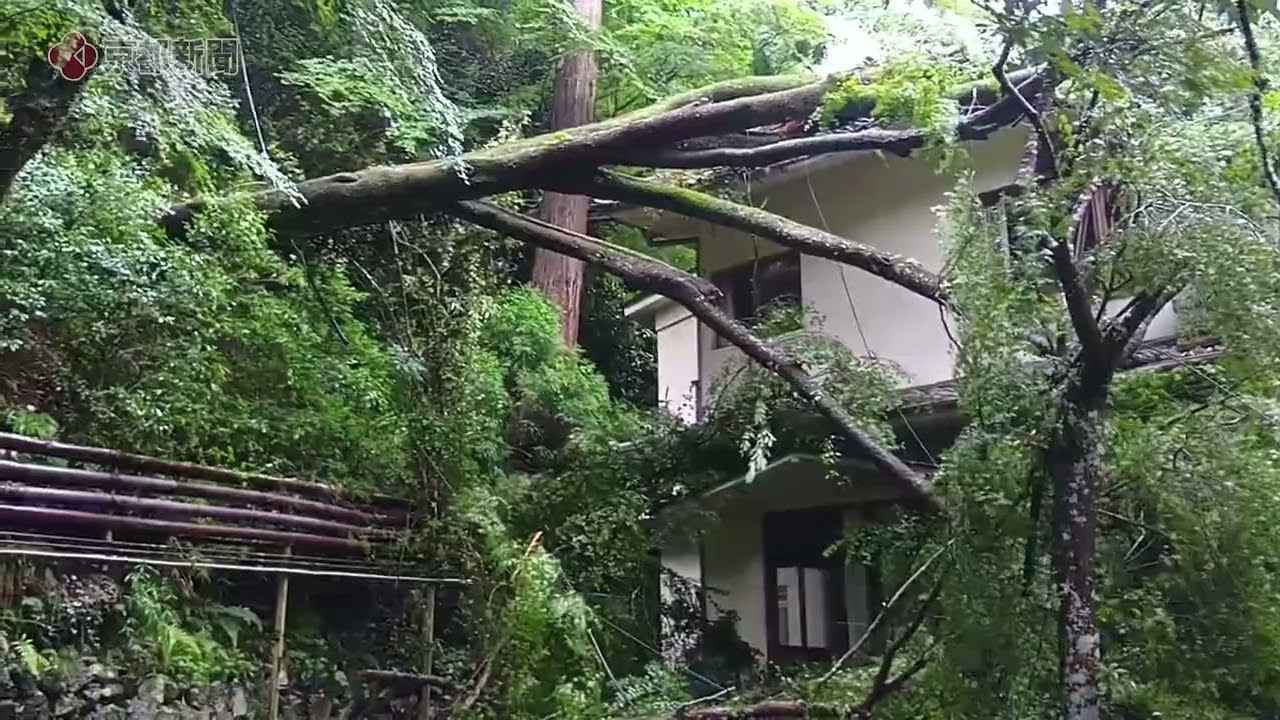 ゴゴグオー、えぐい音だった」京都市右京区のホテルに倒木、屋根を