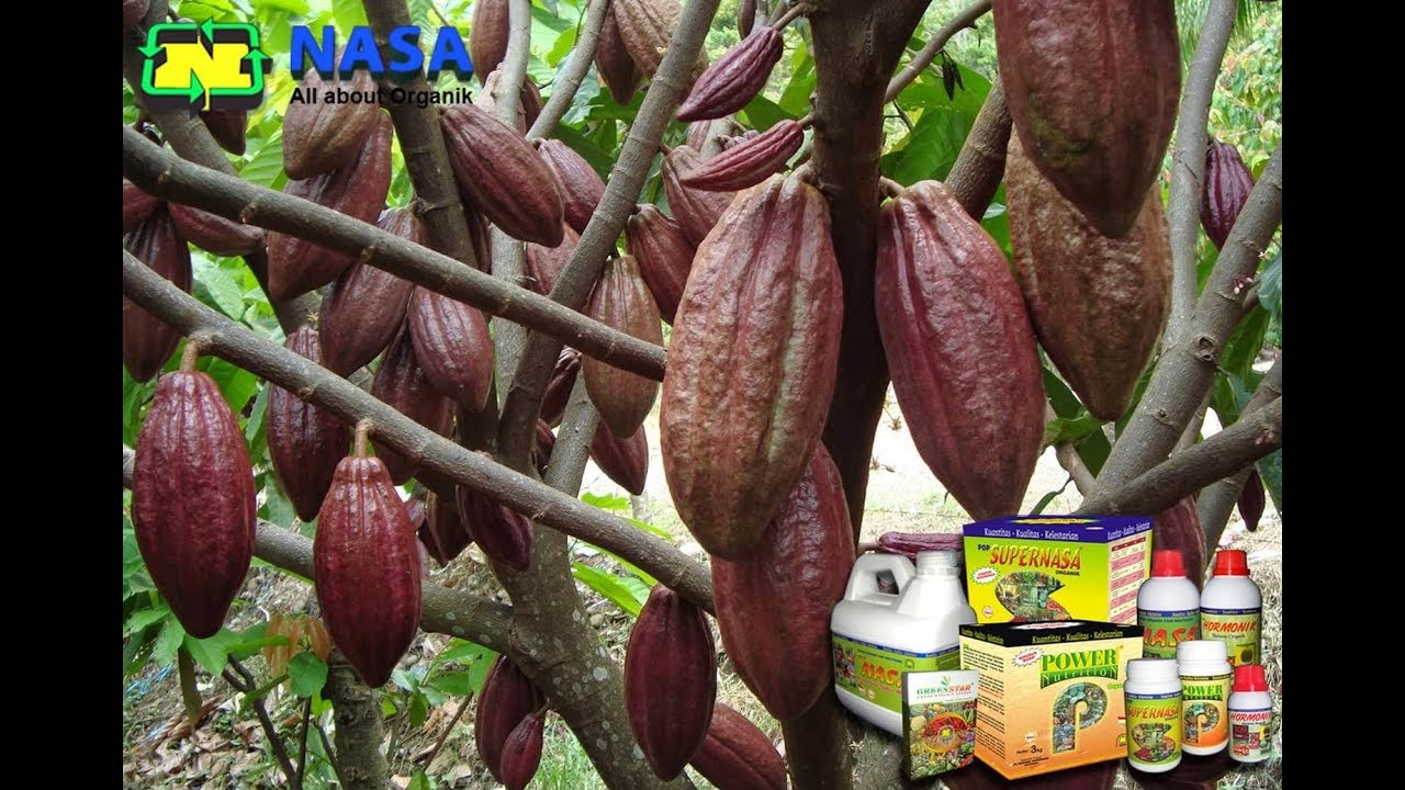 CARA BUDIDAYA KAKAO DAN MENINGKATKAN PANEN TANAMAN COKLAT ~ NASA