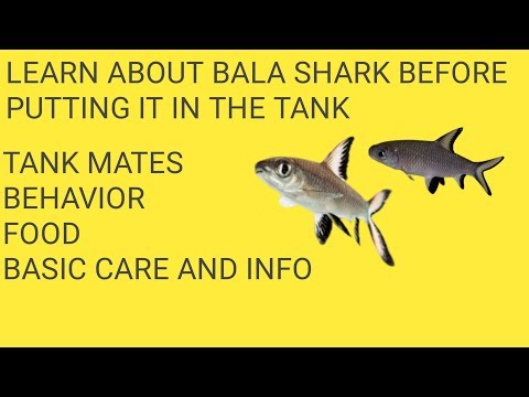 how to care bala shark and info about behavior || silver shark