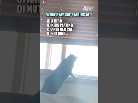 Did you guess correctly? 😹 #afv #funny #cats #shorts