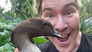 Manningham's Backyard Biodiversity: Wood Duck