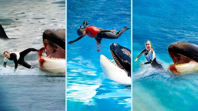 The HORRIFYING Last Moments of Orca Trainer Jessica Radcliffe - YouTube