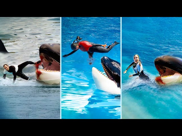 The Most Brutal Orca Attacks Marathon - YouTube