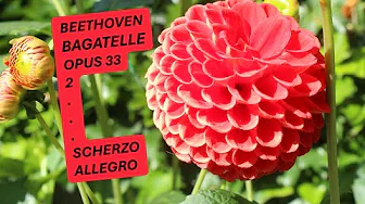 LUDWIG VAN BEETHOVEN - BAGATELLE - OPUS 33 No 2