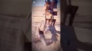 Camel attack,wild animal#animals