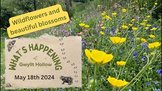 Wild flowers galore... what a wonderful time of year!  May 18th 2024