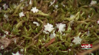 How do snowflakes get their shape?