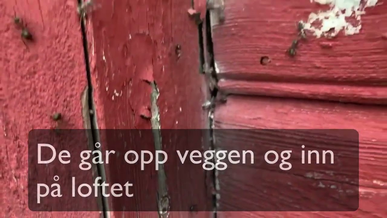 SKOGSmaur som flytter inn i et hus