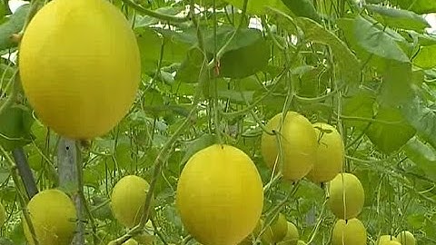 Thọ Xuân chuyển đổi cơ cấu cây trồng thích ứng với biến đổi khí hậu