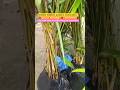 Golden bamboo plants Available supplier wholesale All India delivery available #golden #bambooplant