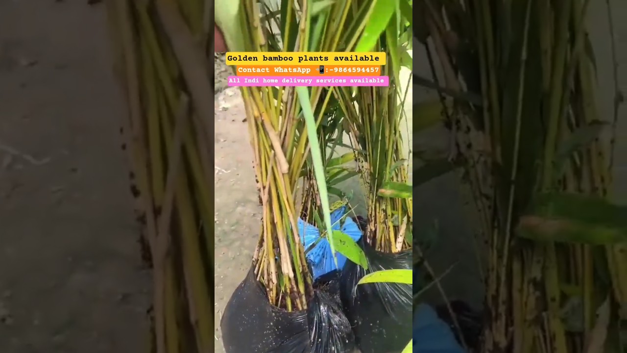 Golden bamboo plants Available supplier wholesale All India delivery available 