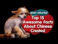 Top 15  Amazing  Facts about Chinese Crested Dogs の動画、YouTube動画。