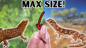 7 Tiny Geckos for Tiny Enclosures!