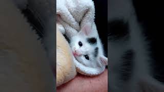 Lady Changes Mind About Having Cats in the House While Carrying Kitten