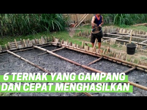 Video: Bagaimana peternak menghasilkan uang?