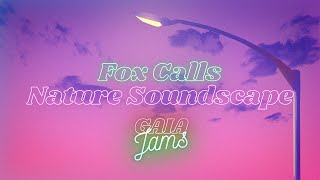 Fox Call Nature Sounds - Nature Soundscape - Asmr Nature - 4K