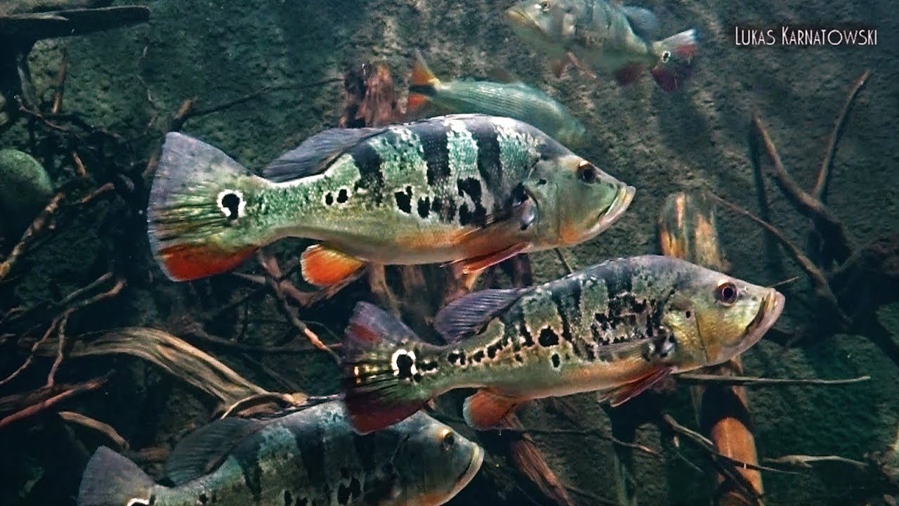 Peacock Bass Aquarium Setup