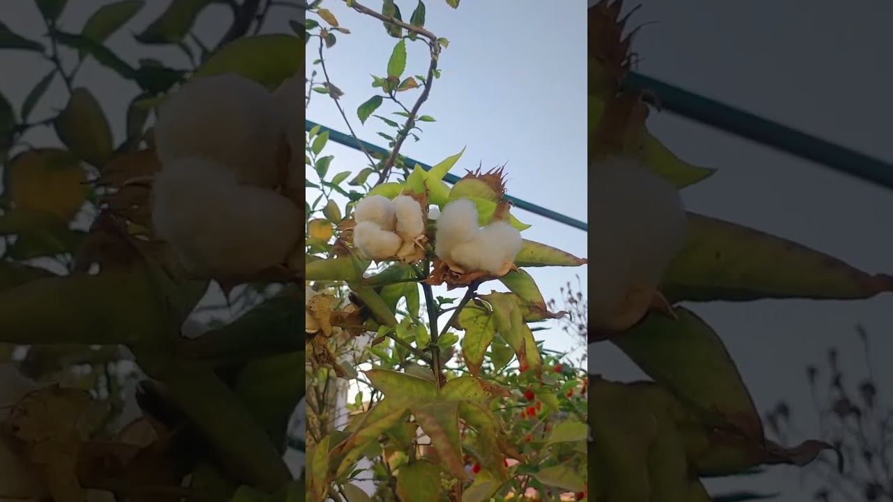 cotton plant in my terrace/terrace garden 