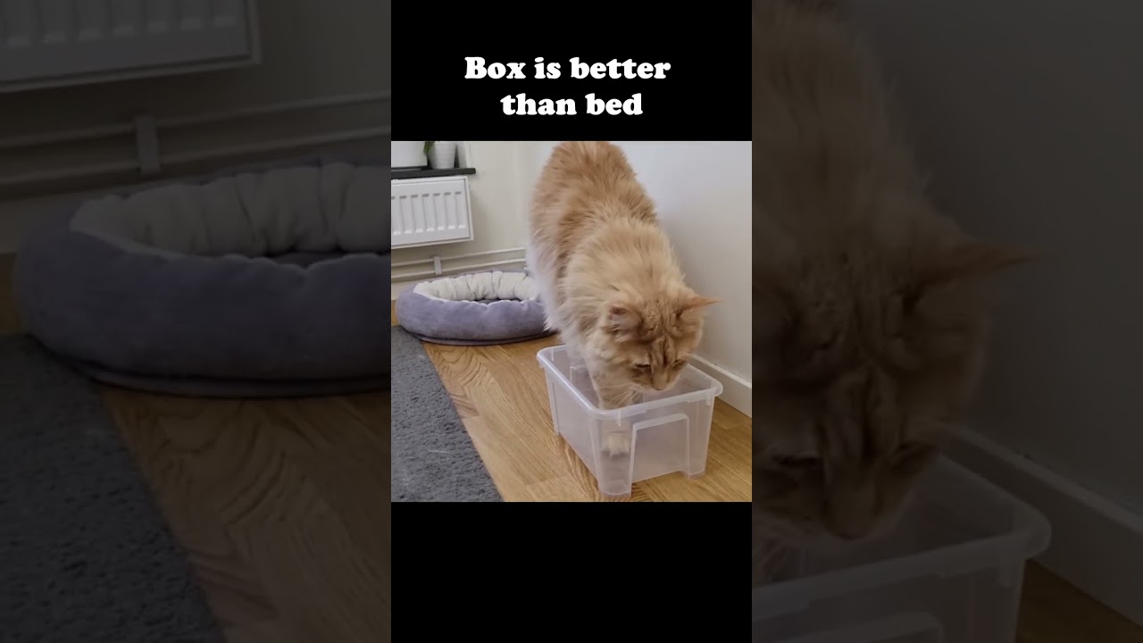 A Box Is Better Than a Bed