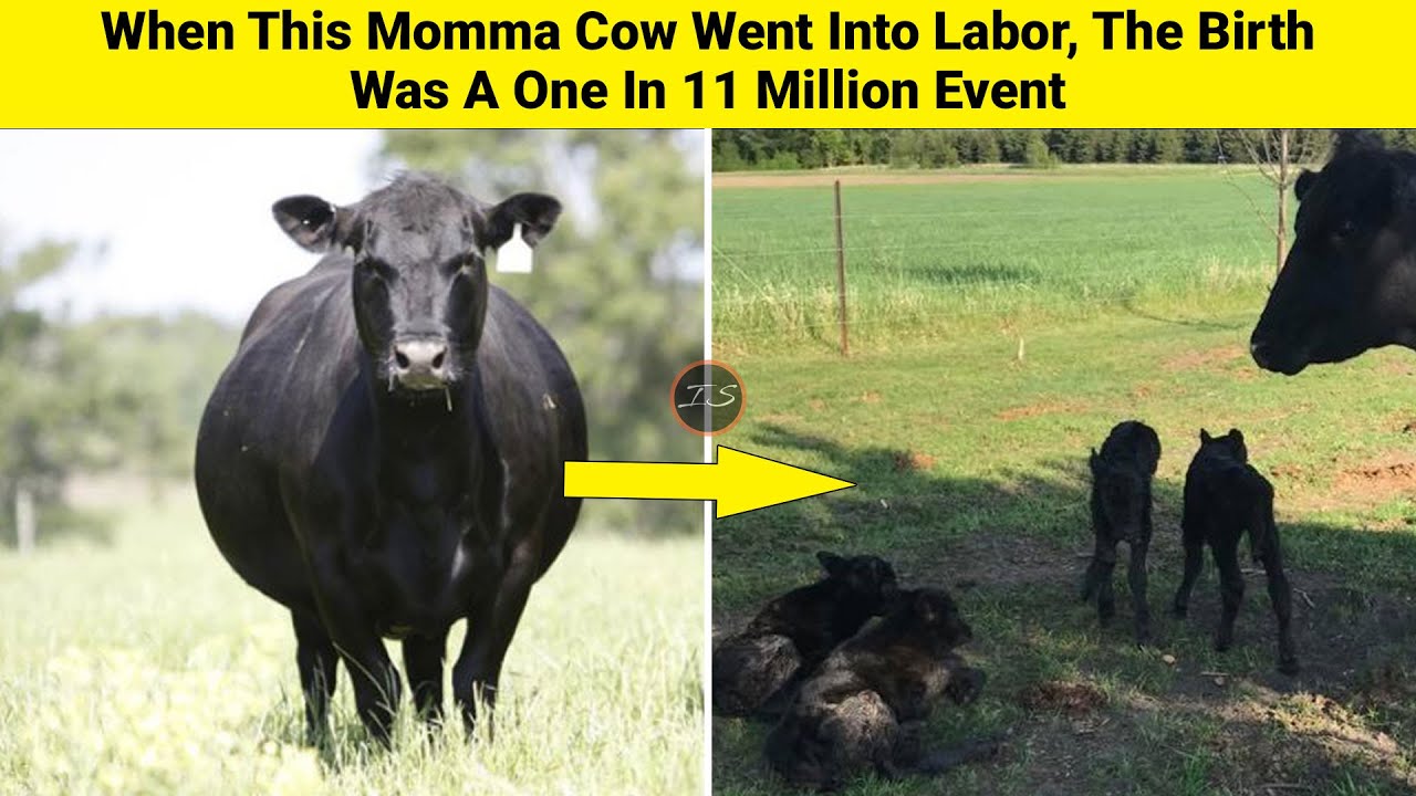 When This Momma Cow Went Into Labor, The Birth Was A One In 11 Million