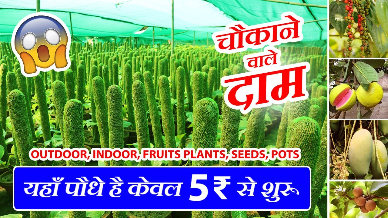 यहाँ है पोधो के चौकाने वाले दाम Cheapest Rates Indoor, Outdoor