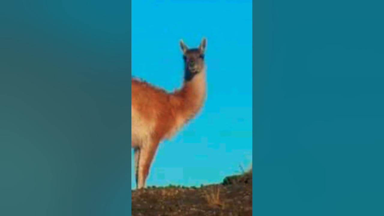 Gunaco Animale history guanaco,gunaco,wanaco,guanaco mc,guanaco fight