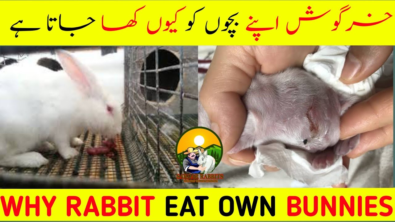 why-rabbit-eat-own-bunnies-youtube