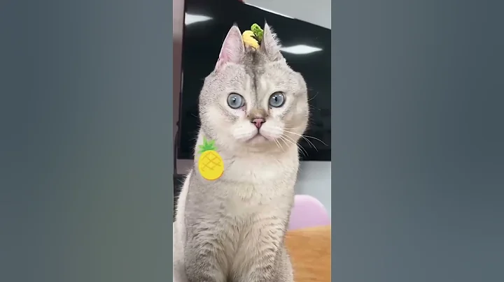 Video 10090201: cutest british shorthair, tabby kitty, silver tabby, cat cute pets