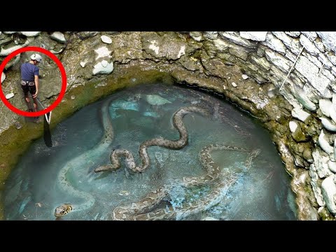 Βίντεο: Κινδυνεύουν τα αλιγάτορα;