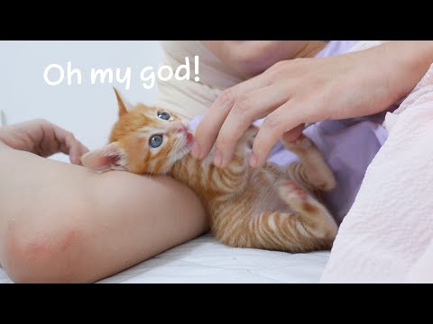 When I <strong>touched</strong> Baby kitten, he loved it so much that he goes crazy!