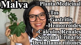 Para que Sirve la Malva 🧐| Plantas medicinales 😍 screenshot 4