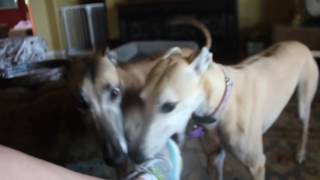 When Greyhounds Attack